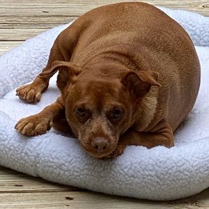 Meet your Posher, Victoria